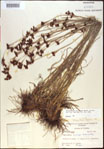 000021235-thumbnail.jpg