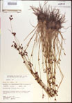 000021246-thumbnail.jpg