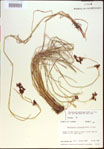 000021251-thumbnail.jpg