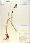 000021253-thumbnail.jpg