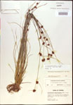 000021258-thumbnail.jpg
