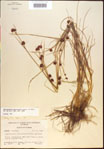 000021261-thumbnail.jpg