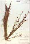000021270-thumbnail.jpg
