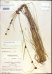 000021271-thumbnail.jpg