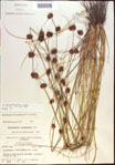 000021274-thumbnail.jpg