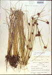 000021276-thumbnail.jpg