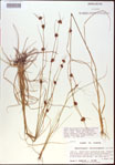000021277-thumbnail.jpg