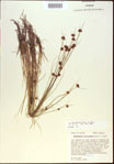 000021296-thumbnail.jpg