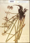 000021322-thumbnail.jpg