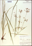 000021332-thumbnail.jpg