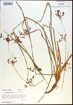 000021335-thumbnail.jpg