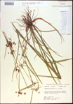 000021353-thumbnail.jpg