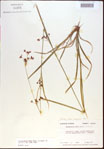 000021359-thumbnail.jpg