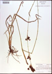 000021377-thumbnail.jpg