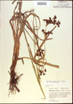 000021378-thumbnail.jpg
