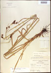 000021382-thumbnail.jpg