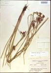 000021384-thumbnail.jpg