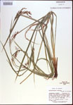 000021390-thumbnail.jpg