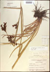 000021393-thumbnail.jpg