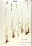 000021472-thumbnail.jpg