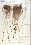 000021473-thumbnail.jpg