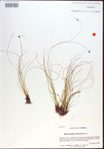 000021483-thumbnail.jpg