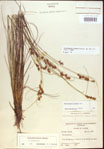 Rhynchospora