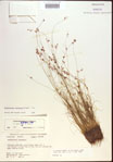 Rhynchospora