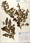 000021775-thumbnail.jpg