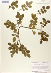 000021776-thumbnail.jpg