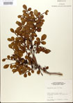 000021778-thumbnail.jpg