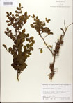 000021779-thumbnail.jpg