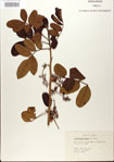 000021781-thumbnail.jpg