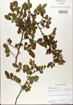 000021782-thumbnail.jpg