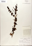 000021783-thumbnail.jpg