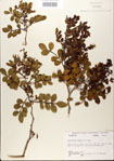 000021784-thumbnail.jpg