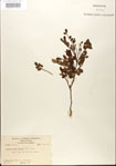 000021785-thumbnail.jpg