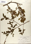 000021787-thumbnail.jpg