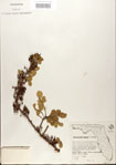 000021788-thumbnail.jpg