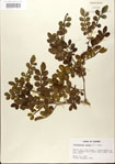 000021789-thumbnail.jpg