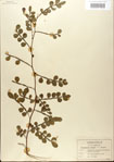 000021794-thumbnail.jpg