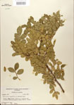000021795-thumbnail.jpg