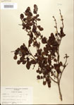 000021796-thumbnail.jpg