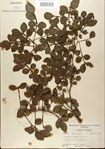 000021797-thumbnail.jpg