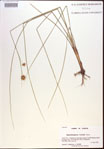 Rhynchospora