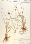000021914-thumbnail.jpg