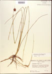 000021932-thumbnail.jpg