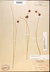 000021938-thumbnail.jpg