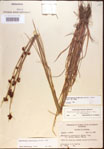 Rhynchospora