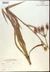 000022032-thumbnail.jpg